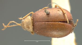 Media type: image; Entomology 18385   Aspect: habitus dorsal view